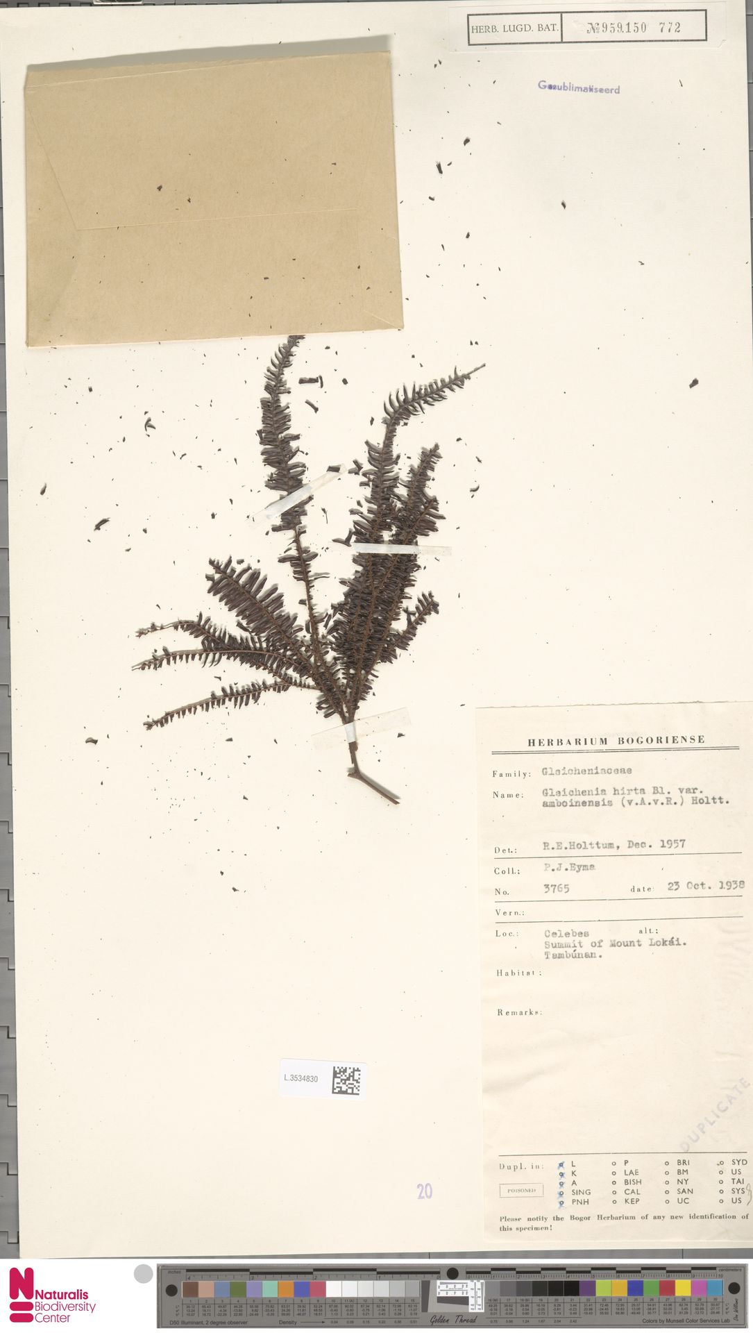 Sticherus hirtus var. amboinensis image