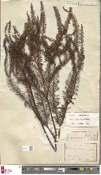 Sticherus hispidus image
