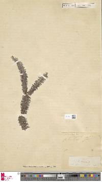 Sticherus flagellaris subsp. flagellaris image
