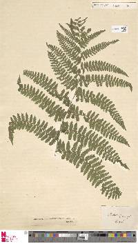 Image of Dennstaedtia anthriscifolia