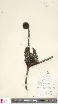 Image of Diplopterygium angustilobum