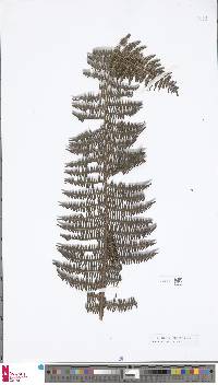 Image of Diplopterygium clemensiae