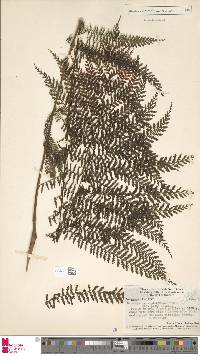Leptopteris alpina image
