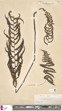 Image of Coryphopteris chinensis