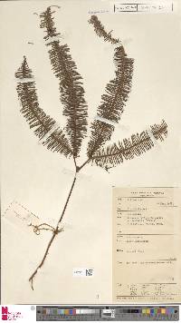 Sticherus truncatus var. plumiformis image