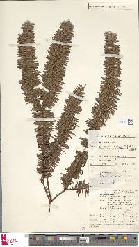 Sticherus truncatus var. plumiformis image