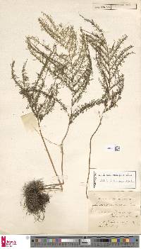 Lindsaea tenuifolia image