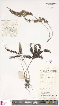 Lindsaea lobata image