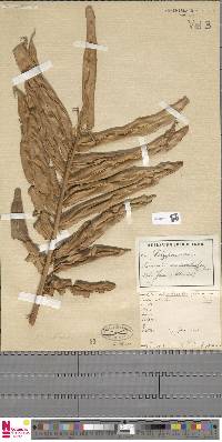 Image of Plagiogyria pectinata
