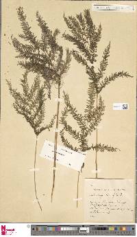 Lindsaea tenuifolia image