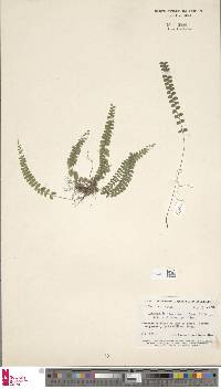 Lindsaea brachypoda image