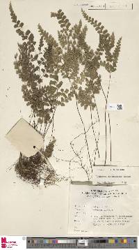 Image of Lindsaea cambodgensis