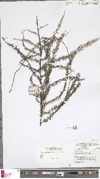 Image of Lindsaea capillacea