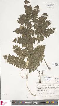 Lindsaea doryphora image