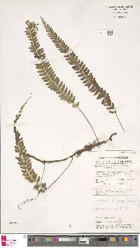 Lindsaea chrysolepis image