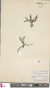 Lindsaea brachypoda image