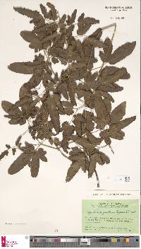Image of Lygodium yunnanense