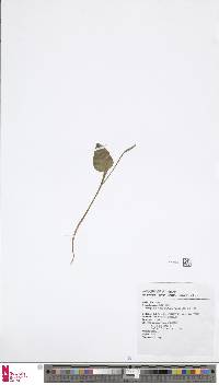 Image of Ophioglossum austroasiaticum