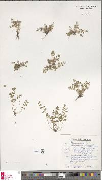 Asplenium hispanicum image