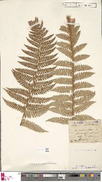 Polystichum braunii image