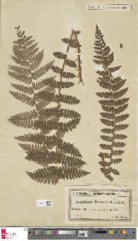 Polystichum braunii image