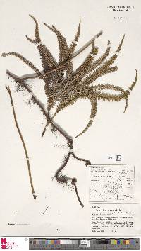 Image of Sticherus hooglandii