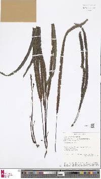 Image of Stromatopteris moniliformis