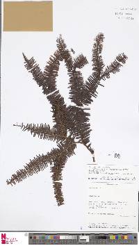 Image of Sticherus flagellaris