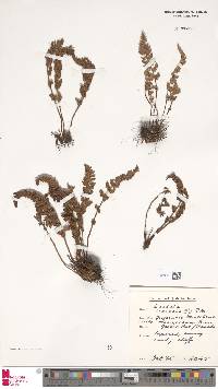 Image of Woodsia ilvensis