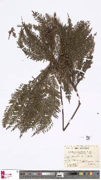 Image of Sticherus flabellatus
