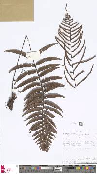 Image of Plagiogyria adnata