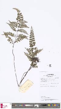 Image of Lindsaea bouillodii