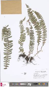 Image of Woodsia elongata