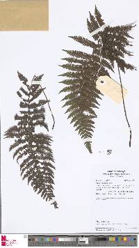 Image of Coryphopteris pectiniformis