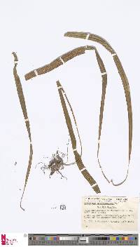 Image of Campyloneurum angustifolium