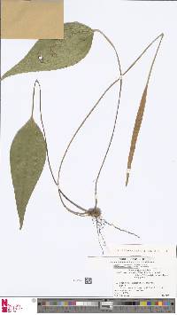 Image of Cheiropleuria integrifolia