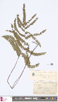 Lindsaea nervosa image