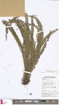 Image of Lindsaea brevipes