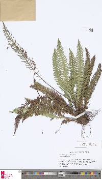 Struthiopteris spicant image