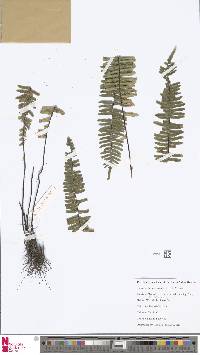 Image of Lindsaea divergens
