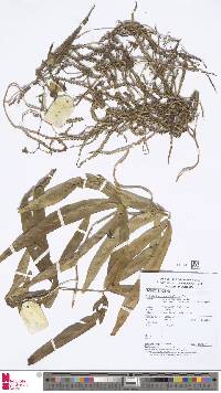Image of Lygodium circinnatum