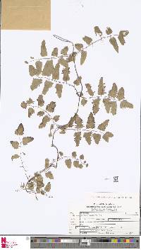 Image of Lygodium microphyllum