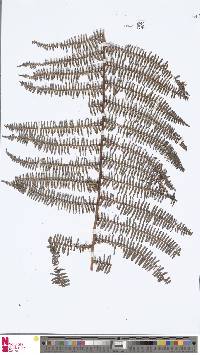 Image of Diplopterygium sordidum