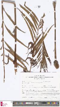 Image of Plenasium angustifolium