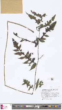 Diplazium latifolium image