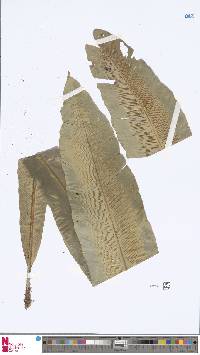 Asplenium serratum image