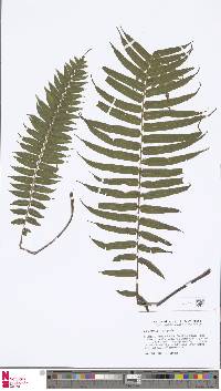 Image of Plagiogyria pycnophylla