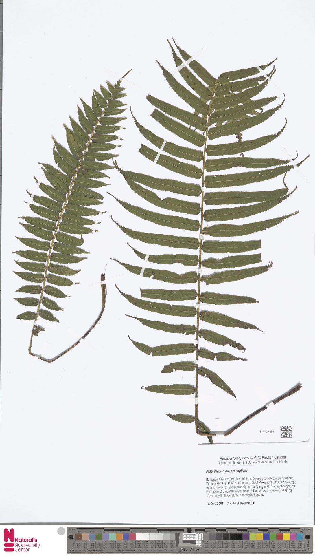 Plagiogyria pycnophylla image