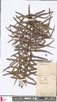 Image of Aglaomorpha rigidula
