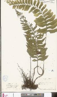 Hymenasplenium obscurum image